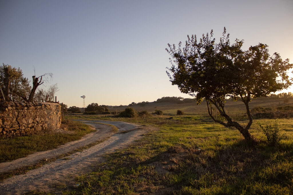 Paisagem Rural Alentejana - Paz no alentejo.