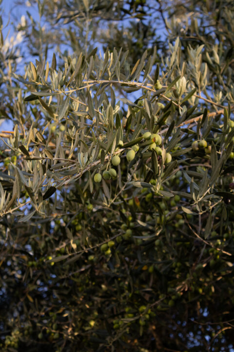 Atividade - prova de Azeite